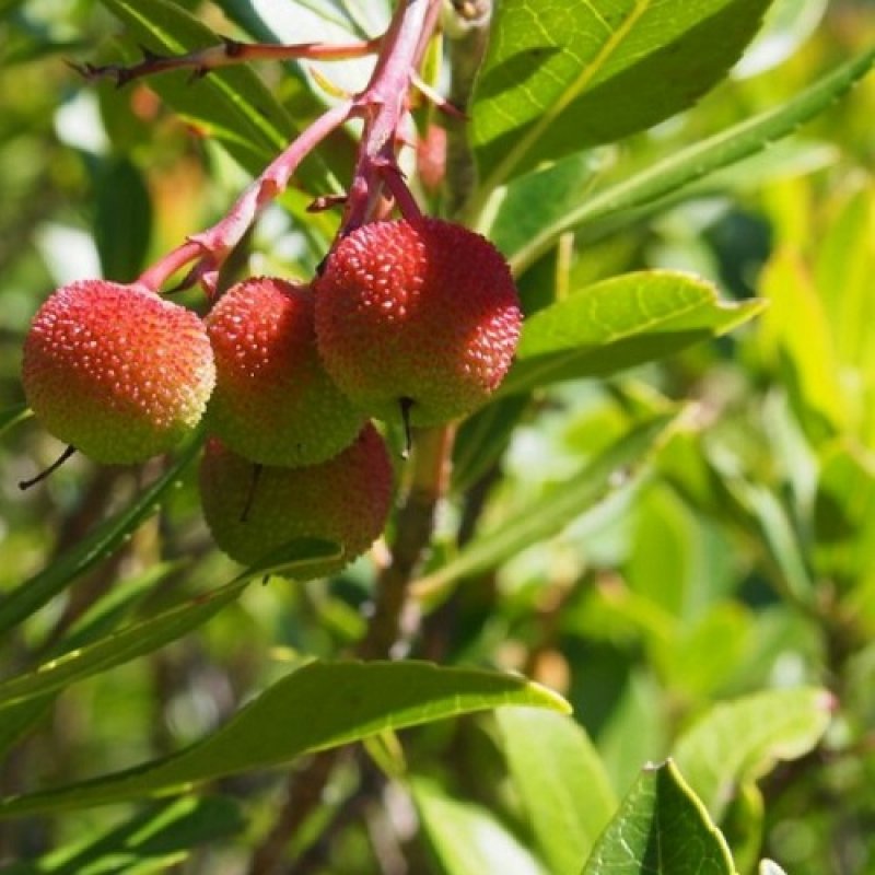 Arbutus Unedo (Jahodovec obyčajný - Litchi) ´ATLANTIC´ - kont.C3L, výška: 40-60 cm (-15 °C)
